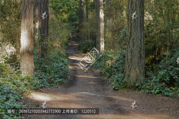 森林的小路