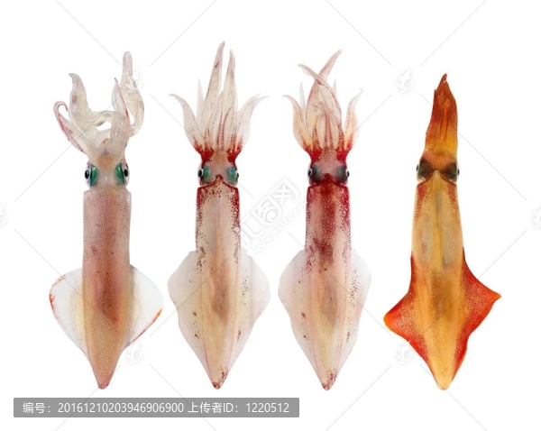 在一排海鮮Squid,Loligo,vulgaris
