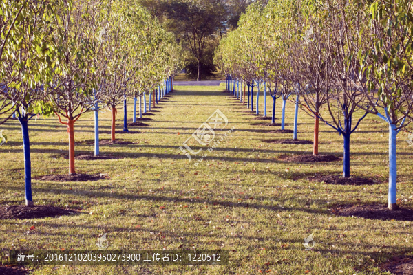 公園里的樹排