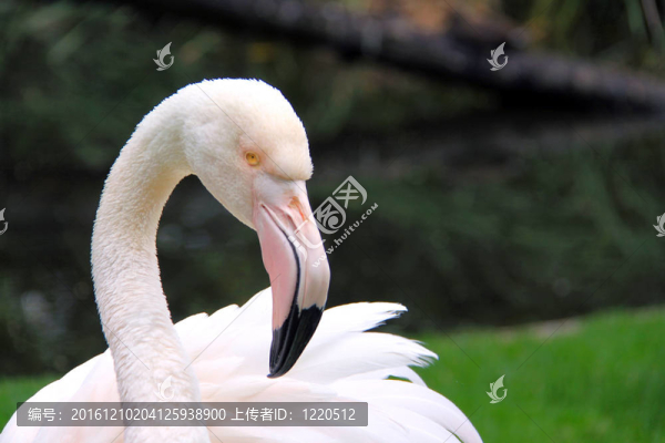 火烈鳥-,Phoenicopterus,roseus