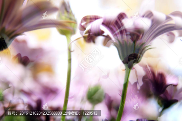 花的背景