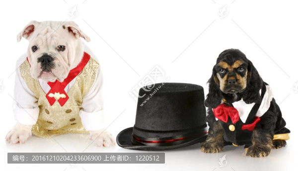 兩雄犬