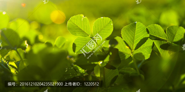 綠葉