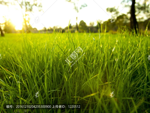 郁郁蔥蔥的草