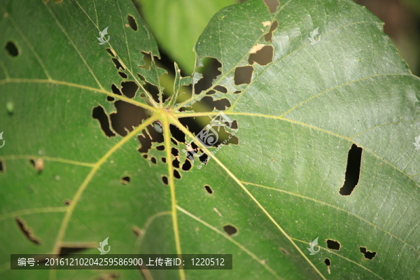 Bigodi,Swamps,-烏干達(dá)