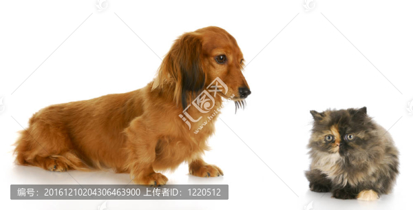 狗和貓