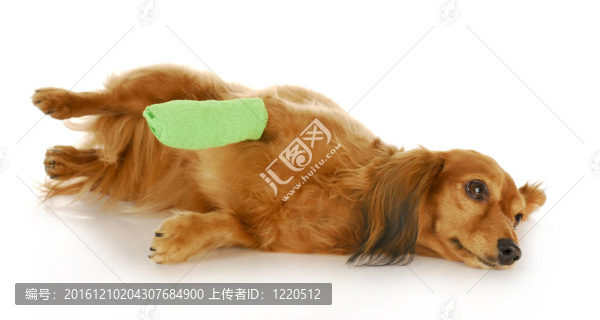 受傷的爪子狗