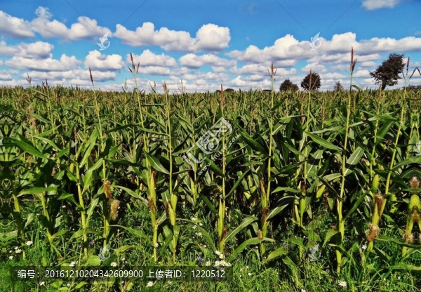 在現(xiàn)場的甜玉米