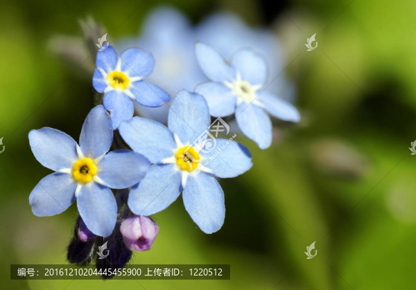 勿忘我藍色的花