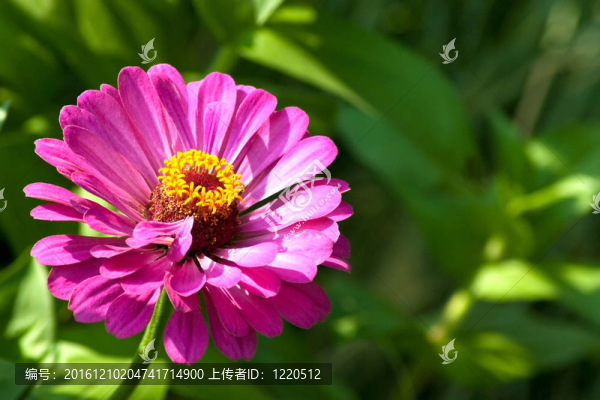 洋紅百日草的花