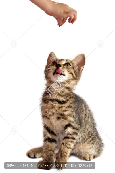 小貓?zhí)ь^看食物