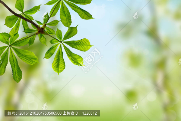 板栗綠葉