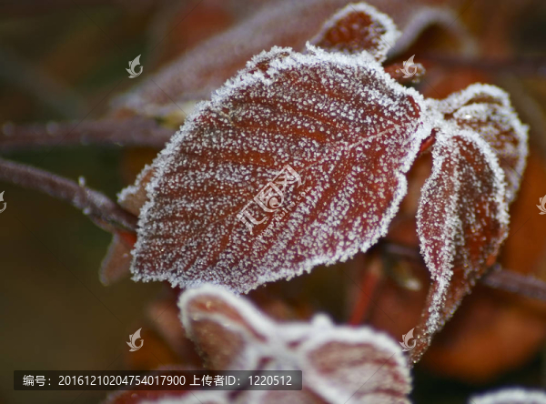 紅葉雪水晶