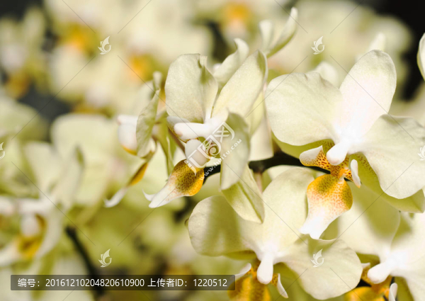 蘭丸花在庫(kù)肯霍夫公園