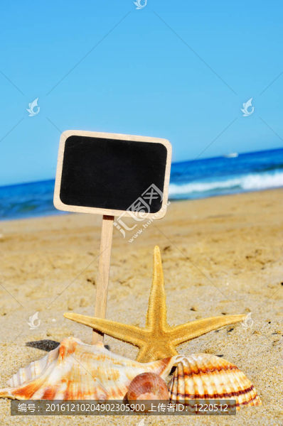 海星和貝殼的海灘上