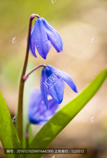 春天的花：宏觀海蔥