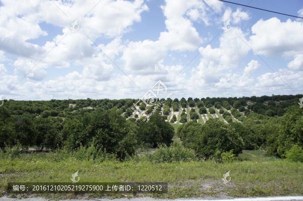 橙樹林