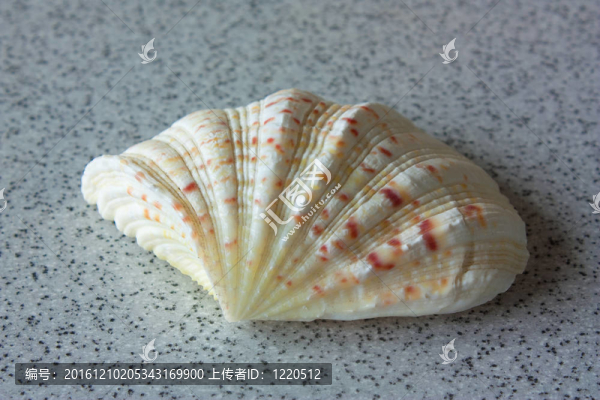 海洋貝殼