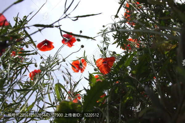 罌粟花在看在藍(lán)天
