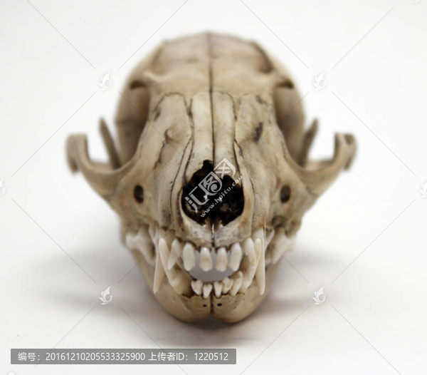 白色背景的Grey,Fox,Skull