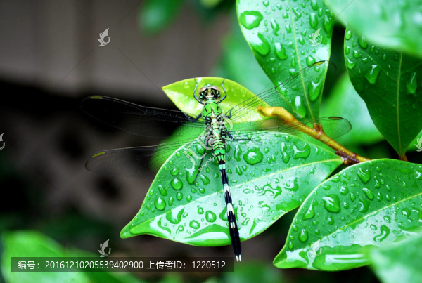 濕樹葉上的蜻蜓