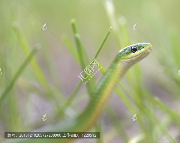 警惕平滑Green,Snake