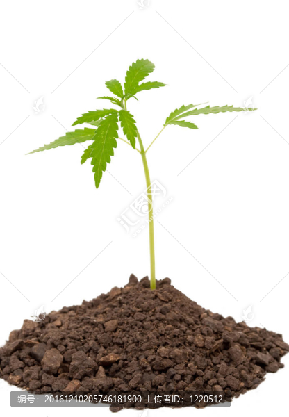 大麻植物