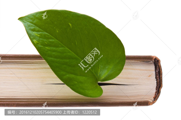 綠葉書