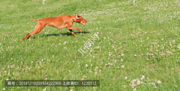 維茲拉犬的狗在草地上跑