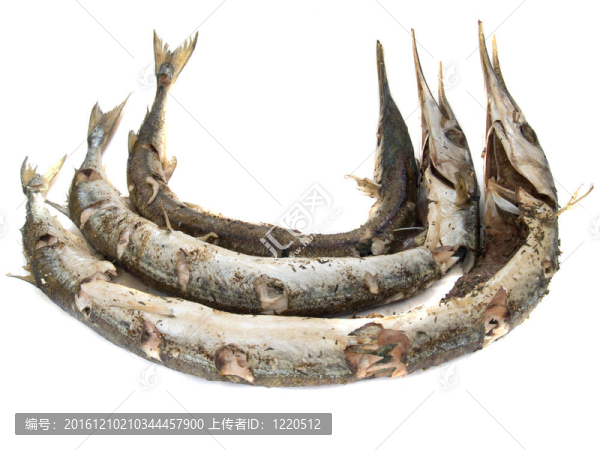 Garfish（Belone,belone）出爐