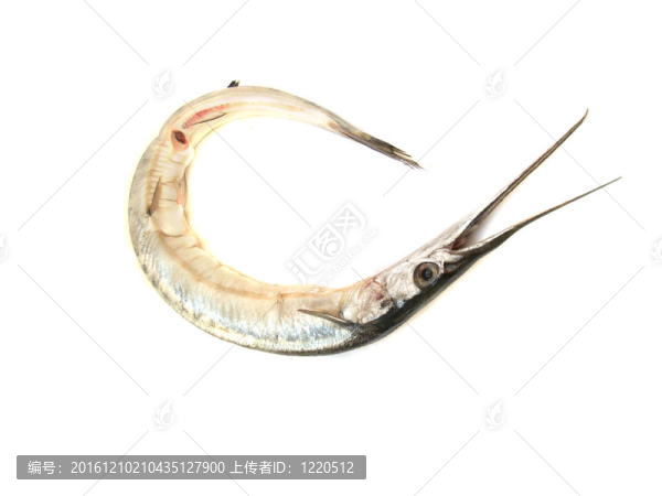Garfish（Belone,belone）原
