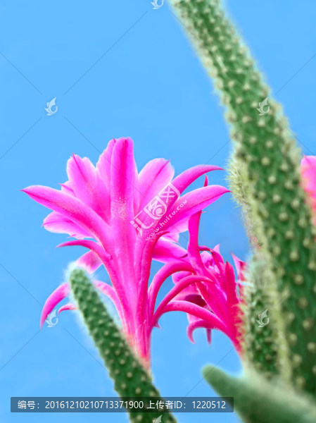 仙人掌花