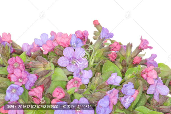 紫羅蘭花
