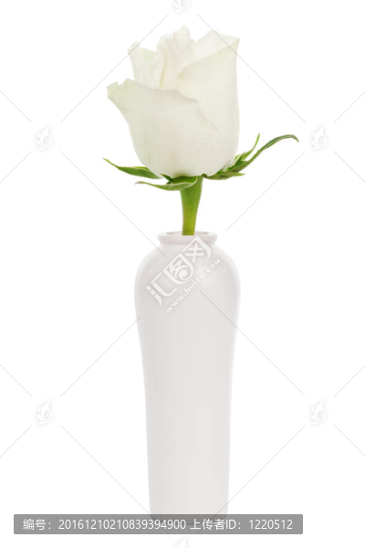 花瓶里的白玫瑰