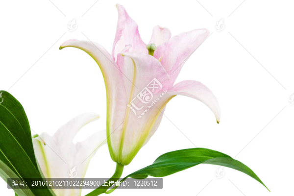 漂亮的粉色百合