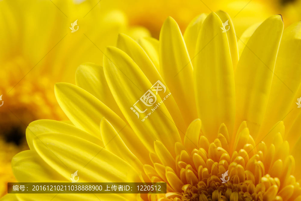 鮮艷的黃色背景-匯圖網(wǎng) www.fosd68.com 鮮艷的黃色背景