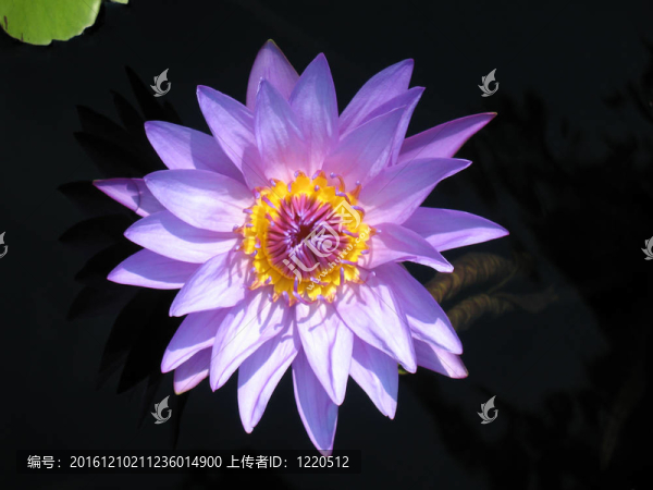 水百合