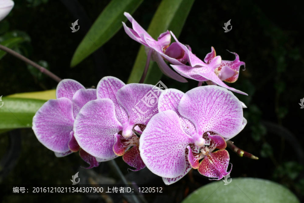 蘭花