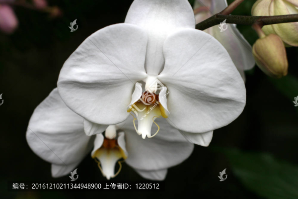 蘭花