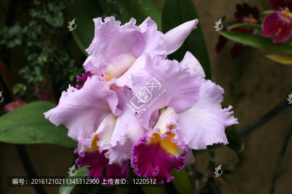 蘭花