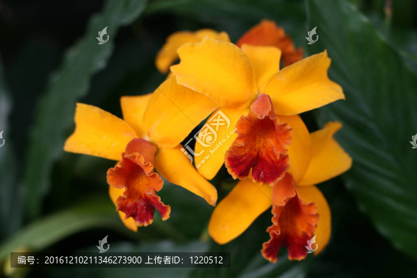 蘭花