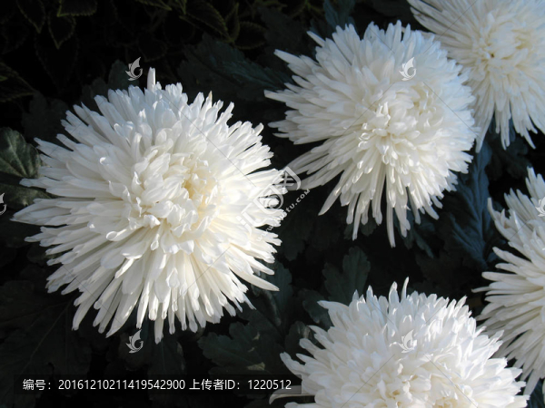 菊花