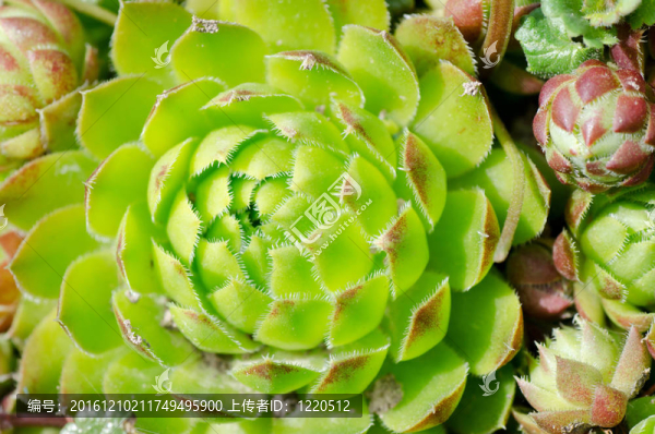 鮮綠色植物背景