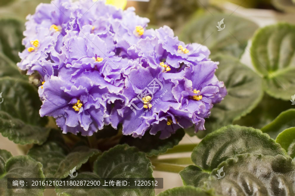 關(guān)閉美麗的紫羅蘭作為背景