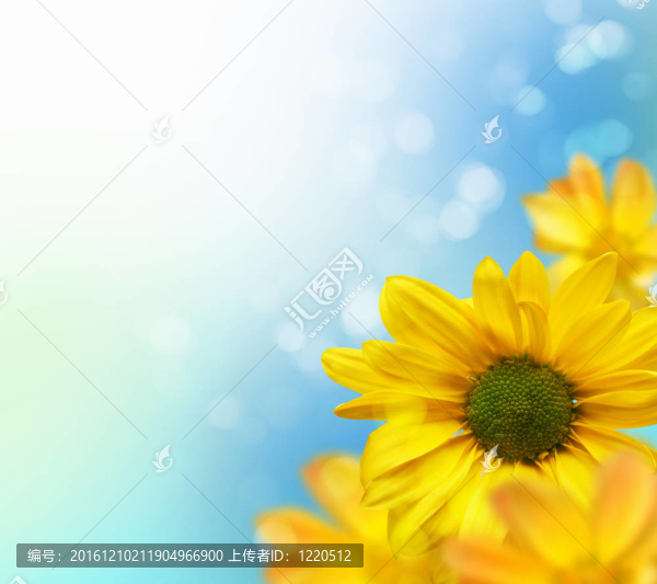 五顏六色的花朵背景