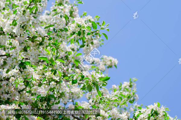 在春天開(kāi)花的蘋果樹(shù)