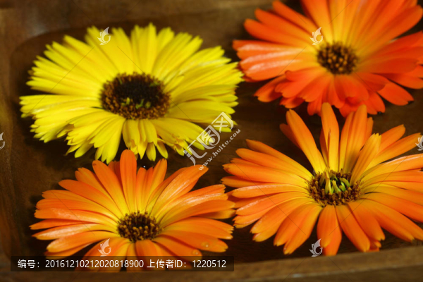 金盞花浮