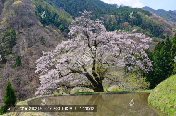 komatsunagi沒有櫻花