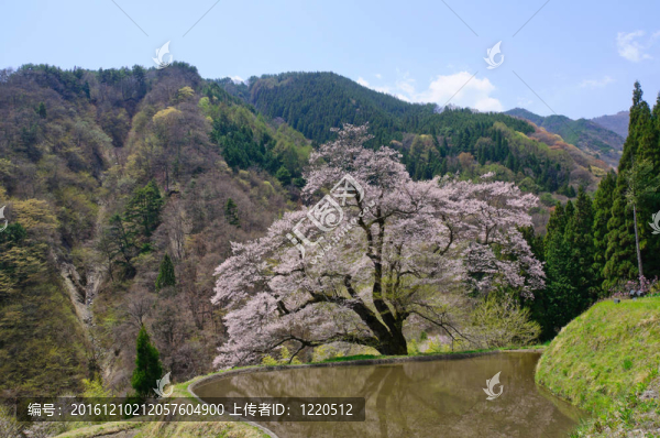 komatsunagi沒有櫻花