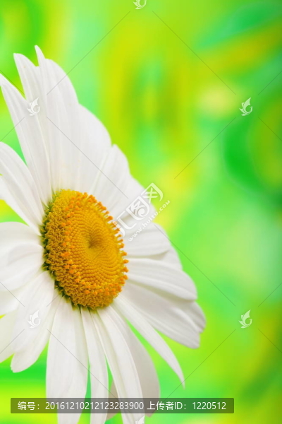 甘菊特寫在綠色背景。